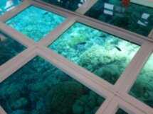 Красное море: прогулка на катере с панорамным дном