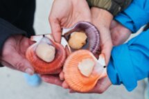 Тур-приключение в Териберку: фридайвинг в Северном Ледовитом океане