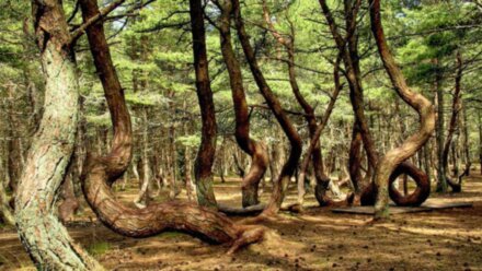 Пиво, тайны и дорога в дюны. Кёнигсбергский уикенд