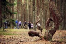 Куршская коса и Зеленоградск для маленькой компании