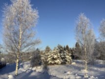 Академическая дача им. Репина: мир чистого искусства