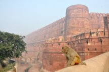 3 дня в Индии: туристическая Агра и исторический Джайпур