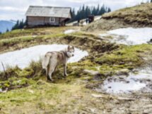 Хайкинг с Хаски в окрестностях Мурманска