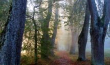 В Пушкинские горы — в мини-группе