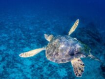 Канкун: снорклинг с морскими черепахами и купание в сеноте