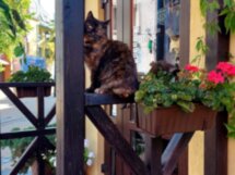 «Gruss aus Cranz»: старый Кранц в истории и открытках