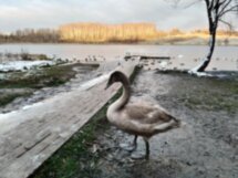 Древняя Русь без тоски: Изборск