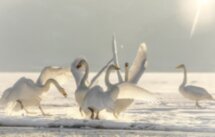 Новогодний сон Алтая