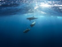 Морская экскурсия в бухту дельфинов