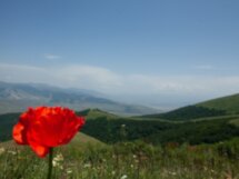 Тюльпаны и горы Самарканда