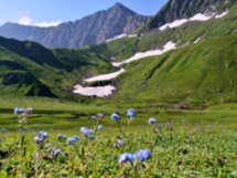 Тюльпаны и горы Самарканда