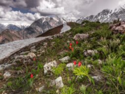 Тюльпаны и горы Самарканда