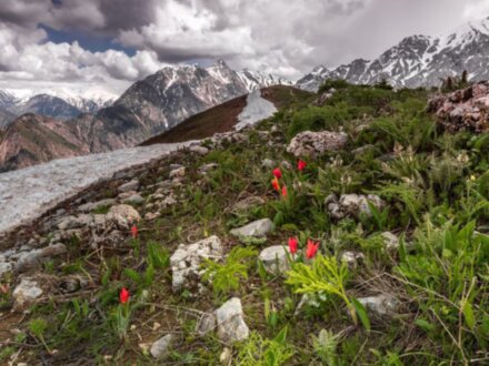 Тюльпаны и горы Самарканда