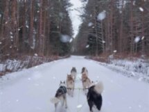 Катаемся и гуляем с хаски круглый год!