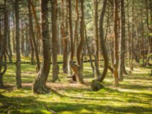 Три в одном: Куршская коса, Зеленоградск и замок Нессельбек
