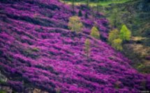 Алтай с фотографом: марсианские пейзажи и розовые горы маральника