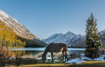 Алтай, встречай! Неделя в «Сибирской Швейцарии»