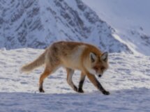 Из Пятигорска — к Эльбрусу и озеру Гижгит в мини-группе