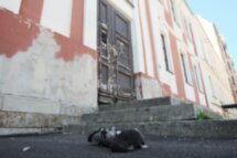 Страшная прогулка по Васильевскому острову