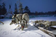 В Арктику за морскими деликатесами, китами и приключениями