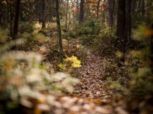 Прогулка + фотосъёмка в душевном Светлогорске — из Калининграда