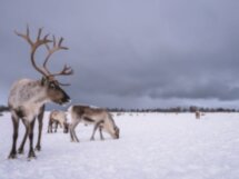 Фотопутешествие в нетуристическую деревню саамов
