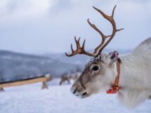 Фотопутешествие в нетуристическую деревню саамов