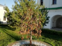 Увидеть древний, сказочный, святой Муром