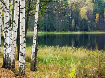Светлояр. В поисках Китеж-града