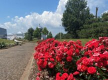 Вино и лотосы Таманского полуострова