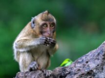 Пхукет-Таун и нетуристические красоты острова на байках