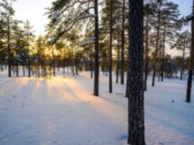 Лесной Ханты-Мансийск: медитативная экскурсия
