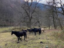 Конные прогулки в Красной Поляне