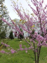 В Старочеркасскую — на родину донских бунтарей
