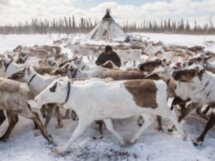 Истинный Север: экскурсия на стоянку оленеводов